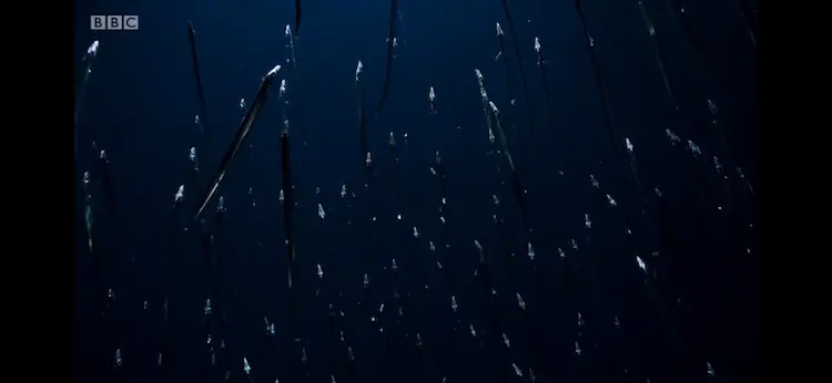 Silver scabbardfish (Lepidopus caudatus) as shown in Blue Planet II - The Deep